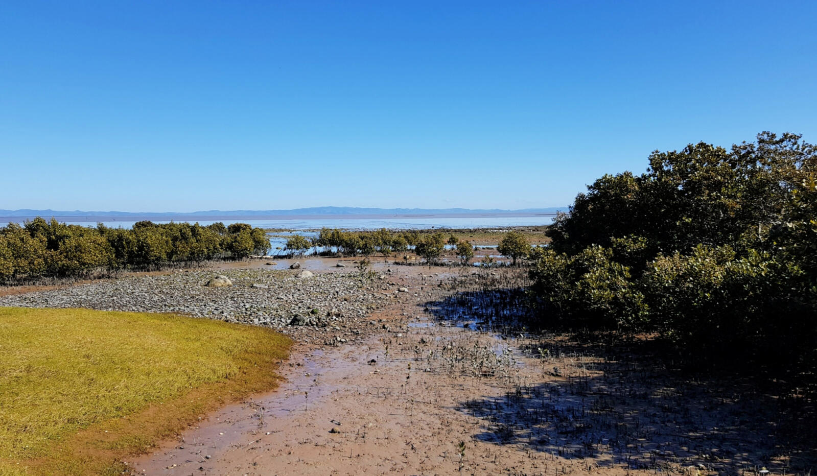 South Auckland estuary South Auckland Karaka estuary mangroves